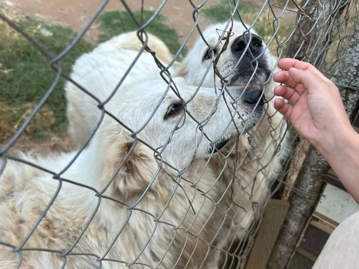 Adotta il cane BIANCA a Catanzaro