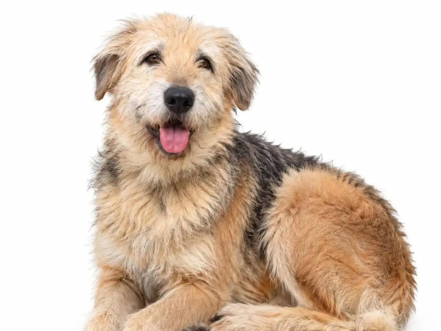 Adozione cane, femmina, Spinone Razza sconosciuta, 5 anni e 5 mesi, taglia grande, Torino