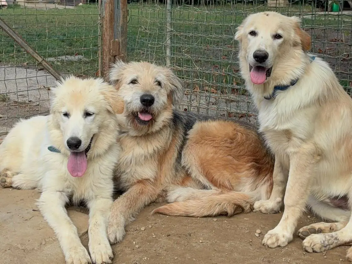 Adotta un cane, femmina, 5 anni e 5 mesi, Torino