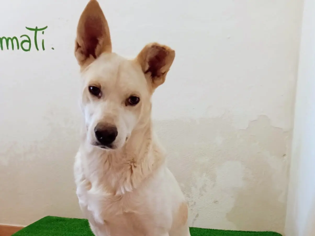 Adotta il cane Blanco a Siracusa