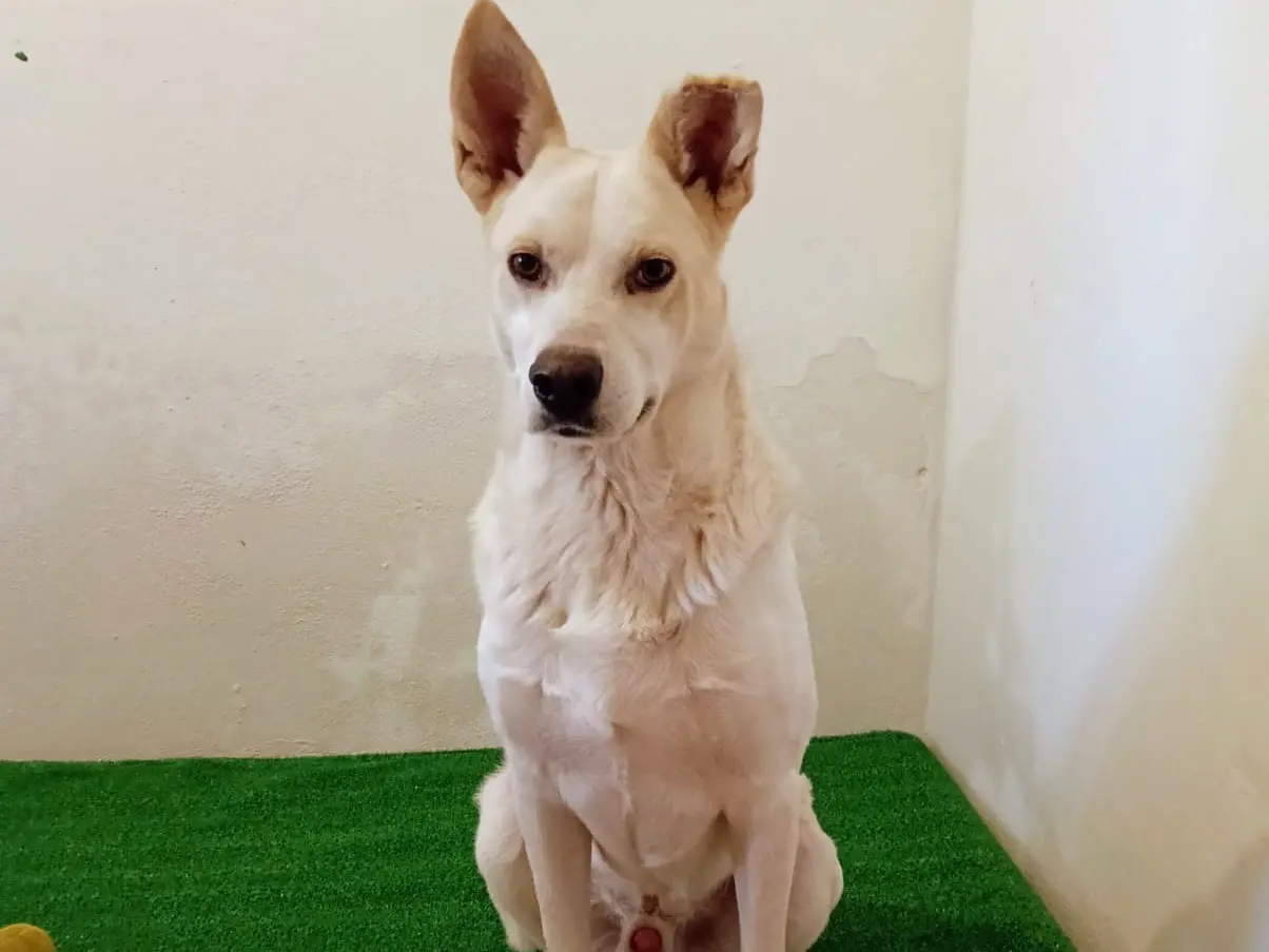 Adozione cane, maschio, Pastore svizzero Pastore svizzero, 3 anni e 9 mesi, taglia media, Siracusa