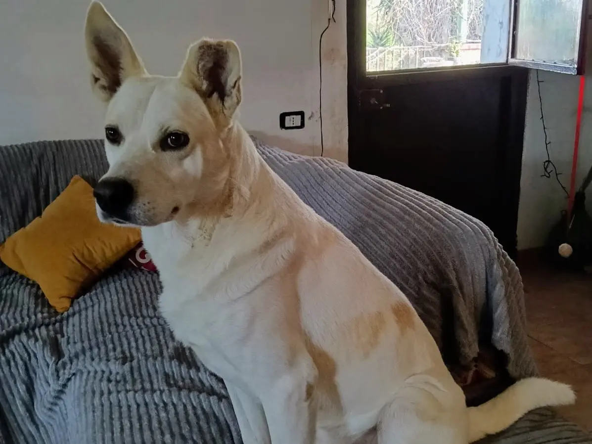 Adotta un cane, taglia media, maschio, Siracusa