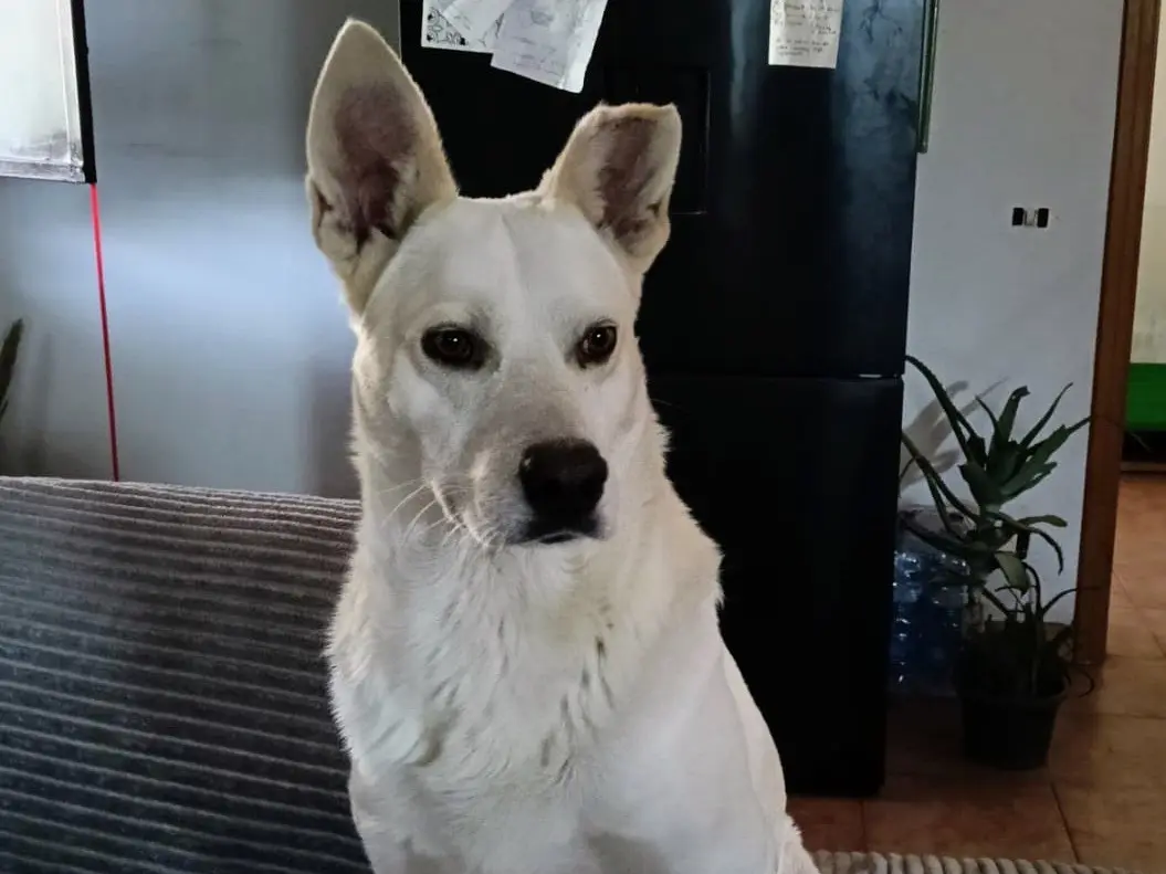 Vuoi adottare un cane a Siracusa?
