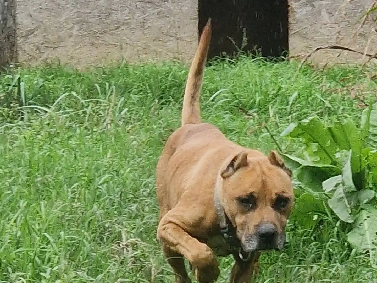 Adotta un cane, maschio, 10 anni e 3 mesi, Pisa
