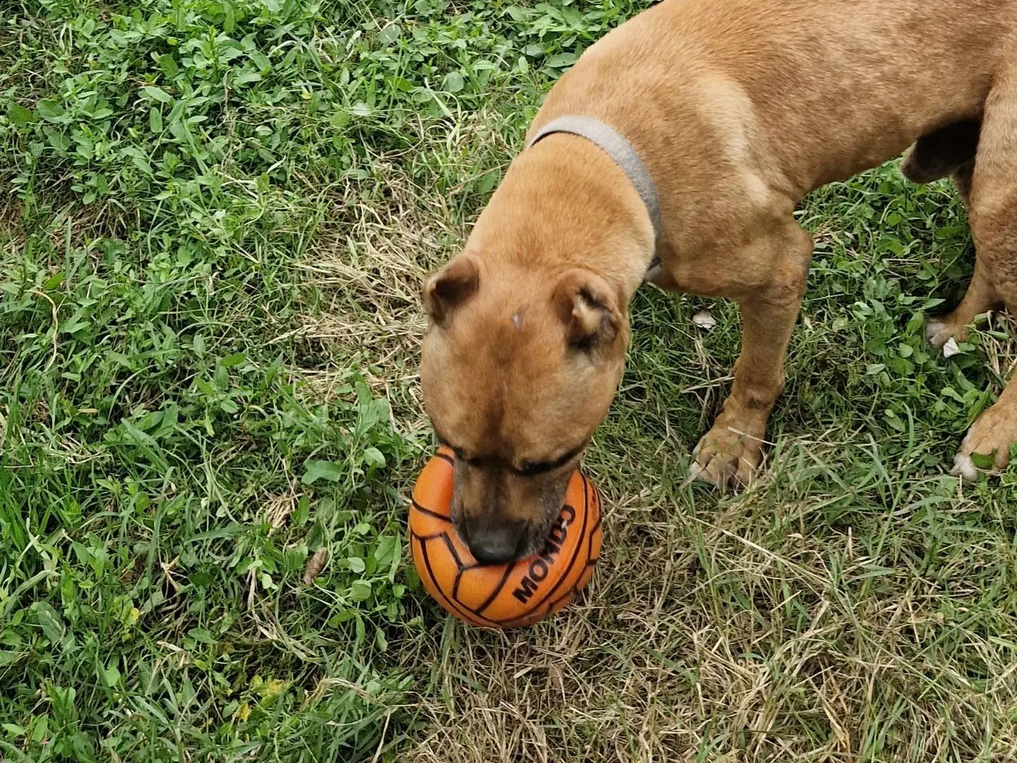 Adotta un cane, taglia media, maschio, Pisa