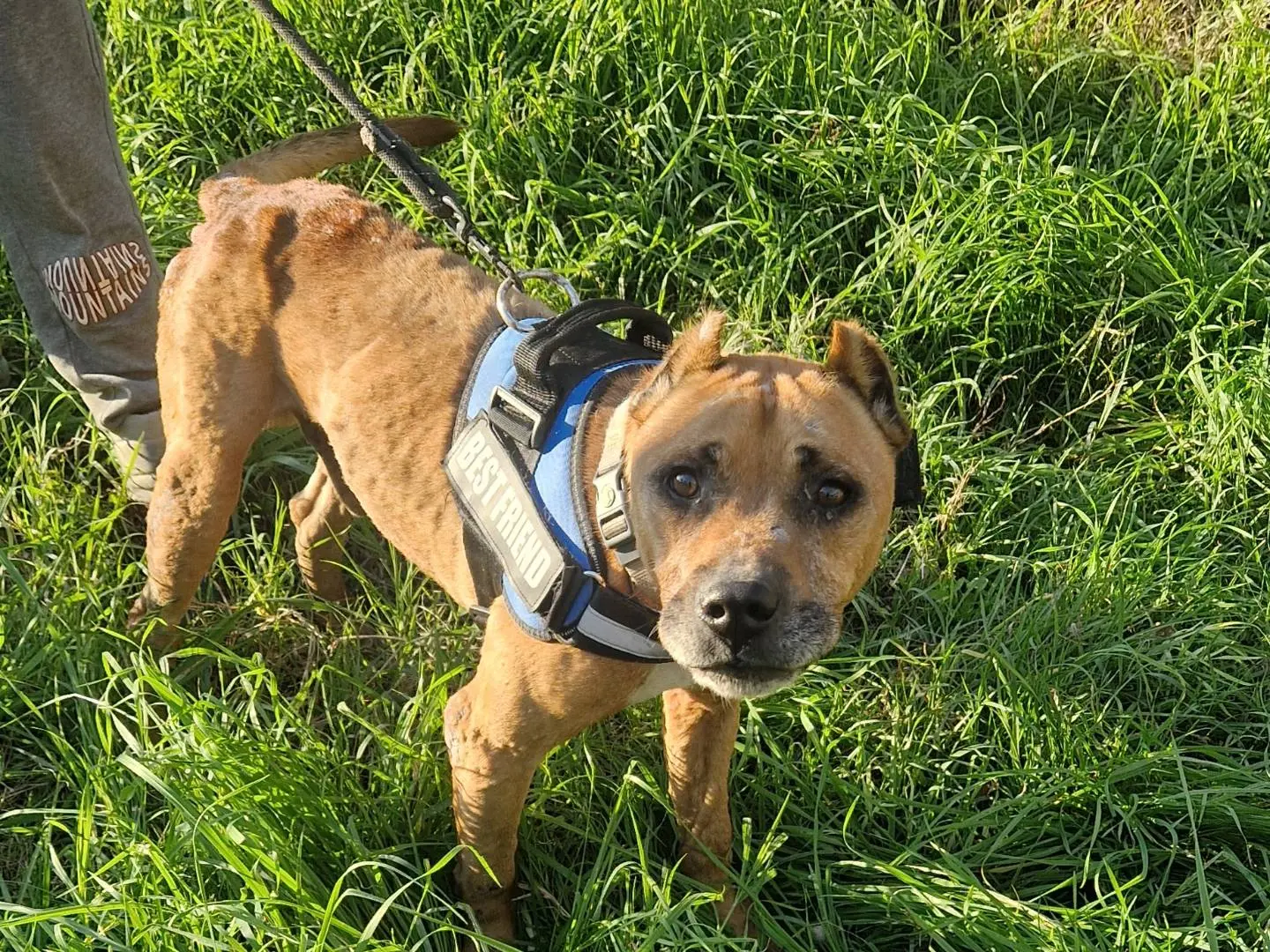 Adozione cane, maschio, Pitbull Razza sconosciuta, 10 anni e 3 mesi, taglia media, Pisa