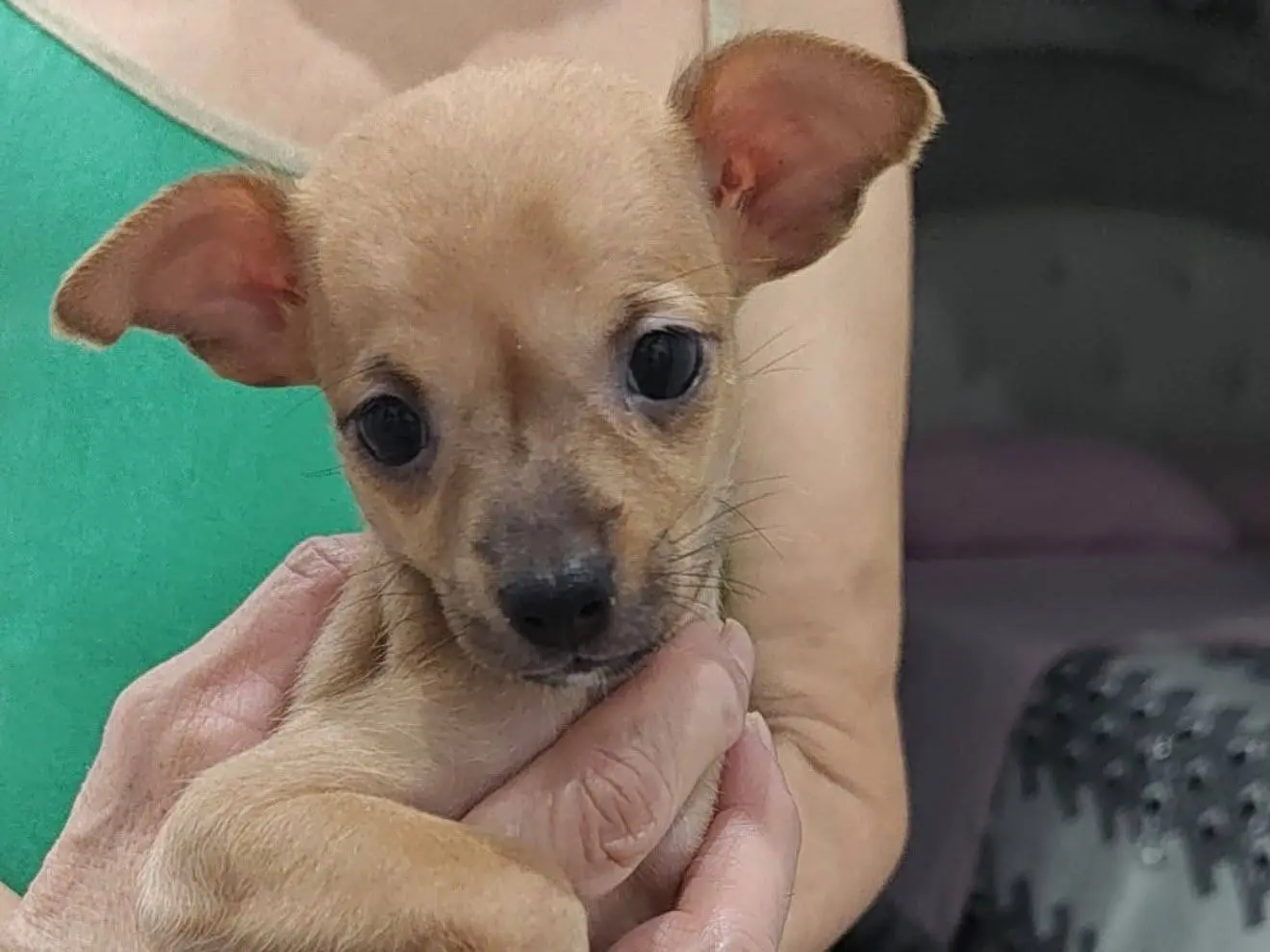 Adozione cane, femmina, Pinscher Volpino di Pomerania, 2 mesi, taglia piccola, Trapani