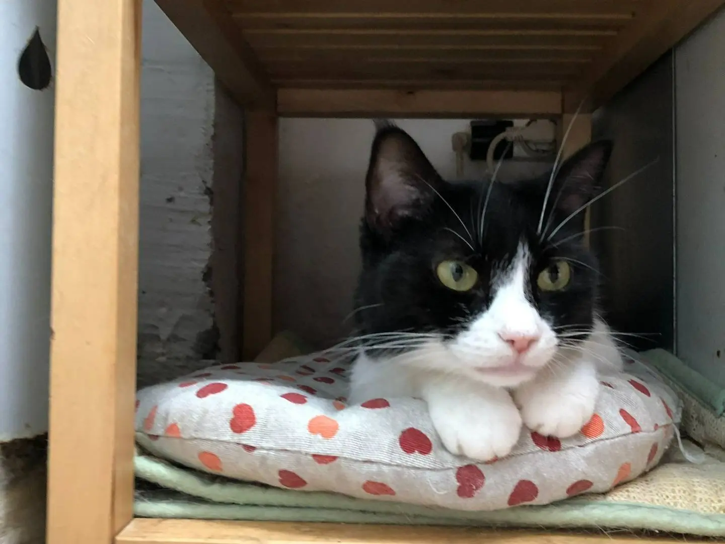 Adozione gatto, femmina, meticcio, 5 anni e 4 mesi, taglia non valida, Milano