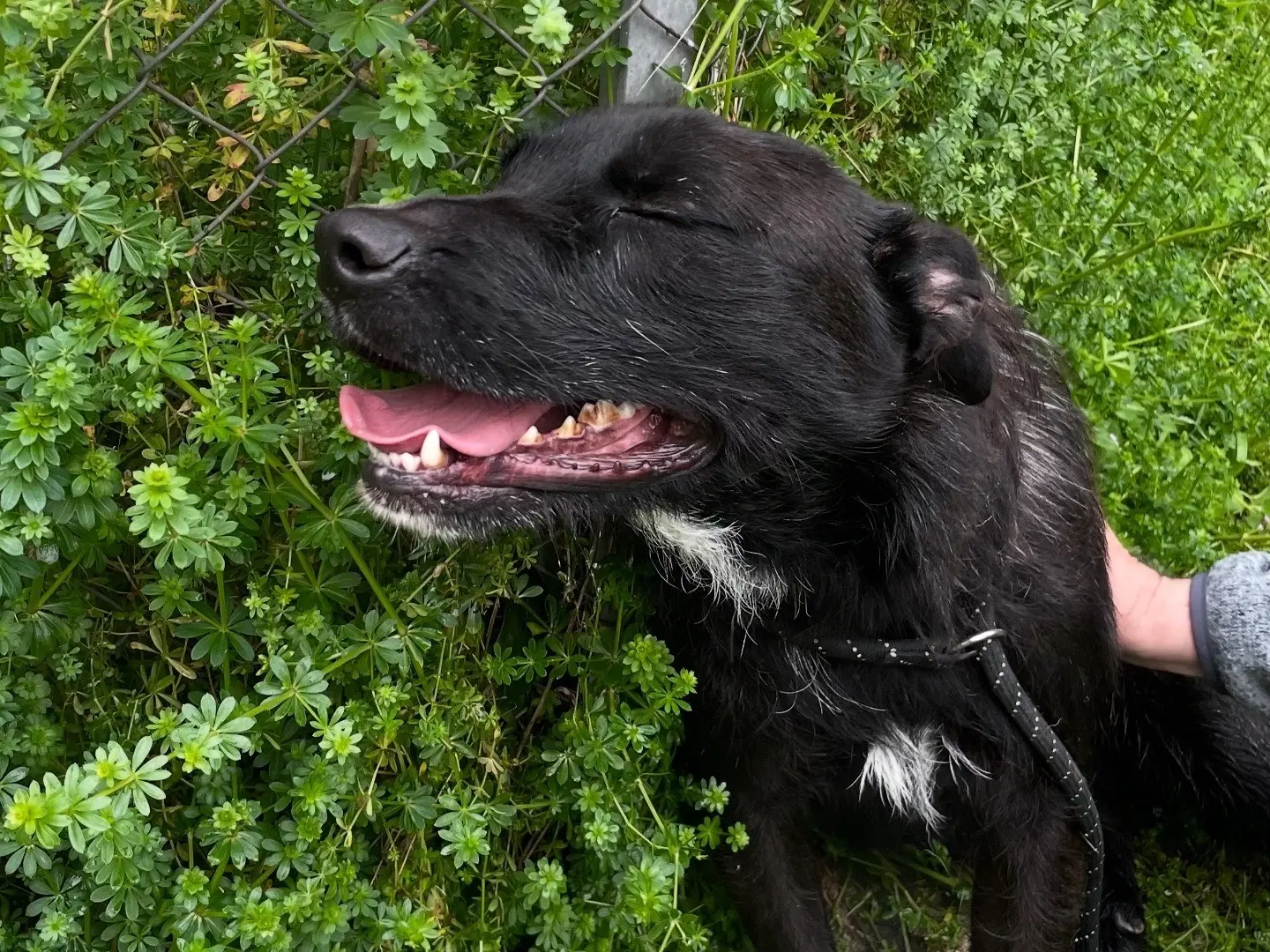 Adozione cane, maschio, Razza sconosciuta Spinone, 3 anni e 11 mesi, taglia media, Latina