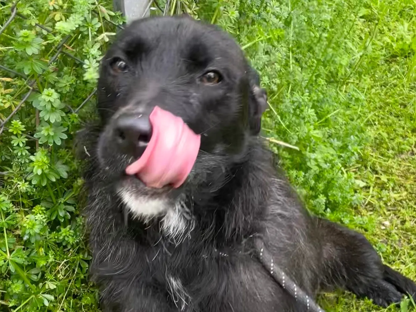 Adotta un cane, maschio, 3 anni e 11 mesi, Latina