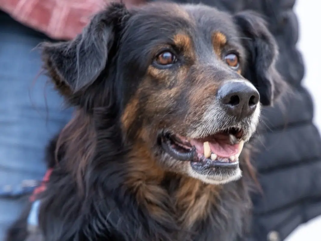 Adozione cane, maschio, Razza sconosciuta Razza sconosciuta, 6 anni e 11 mesi, taglia media, Siracusa