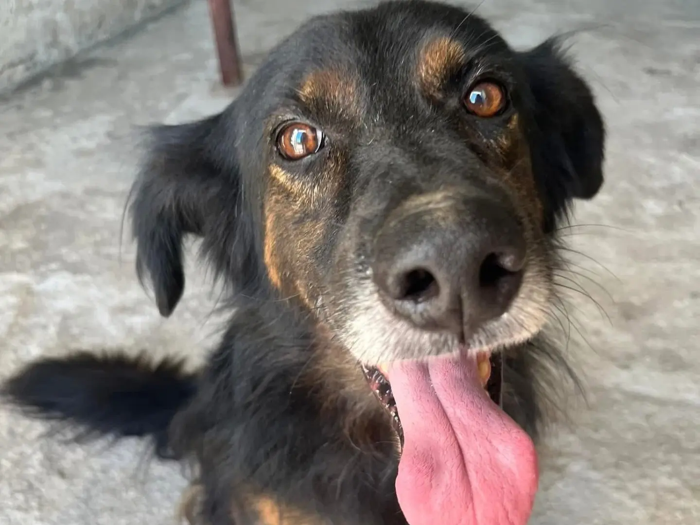Adotta un cane, maschio, 6 anni e 11 mesi, Siracusa