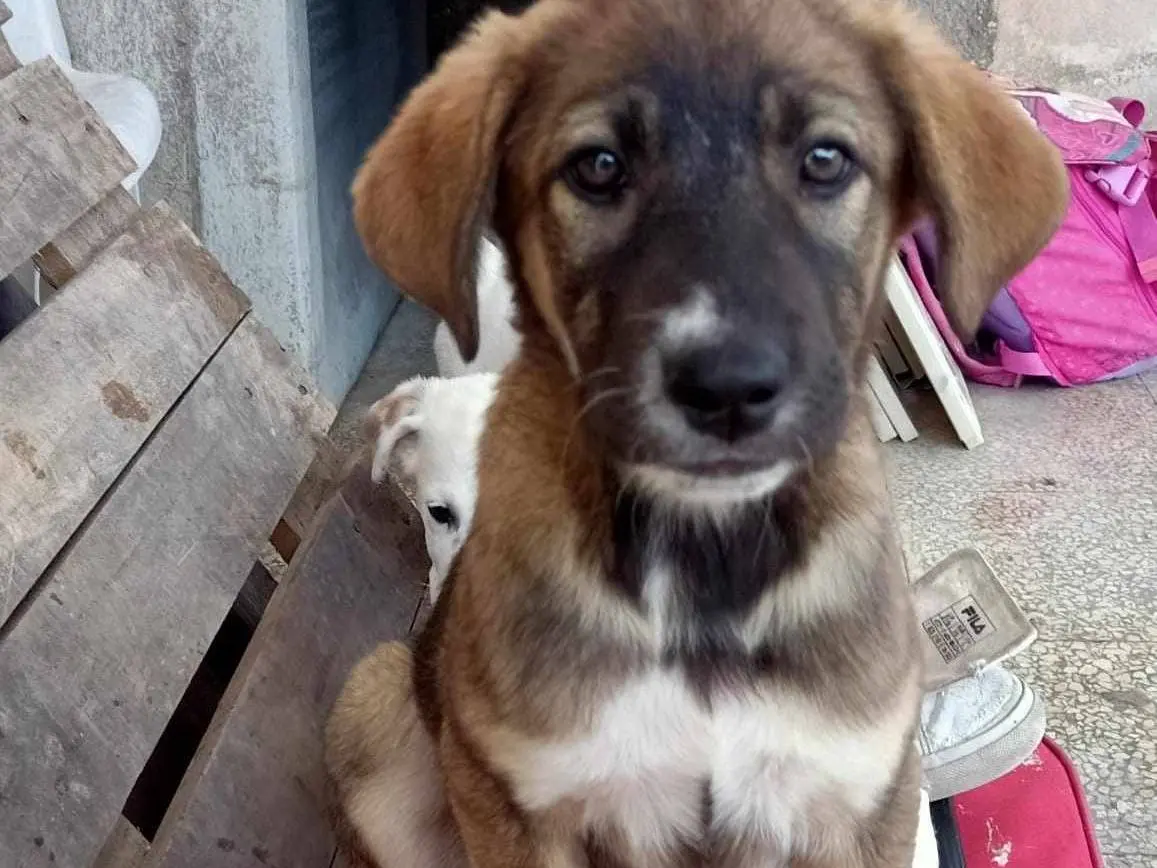 Adozione cane, femmina, meticcio, 2 anni e 7 mesi, taglia grande, Catania