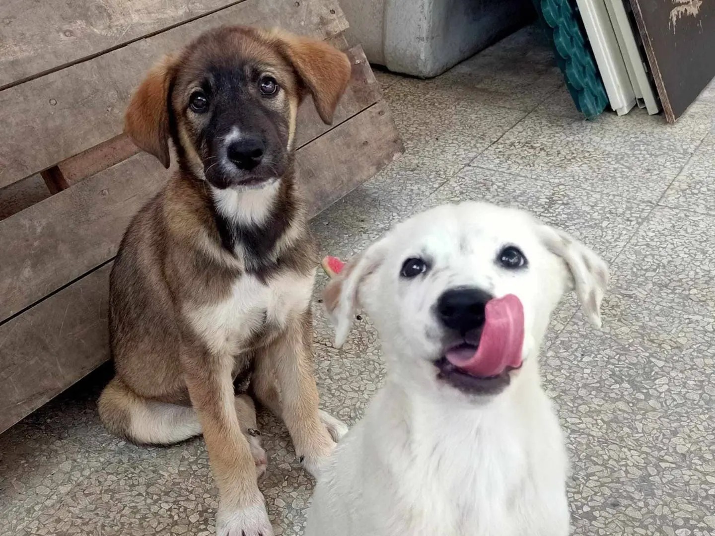 Vuoi adottare un cane a Catania?