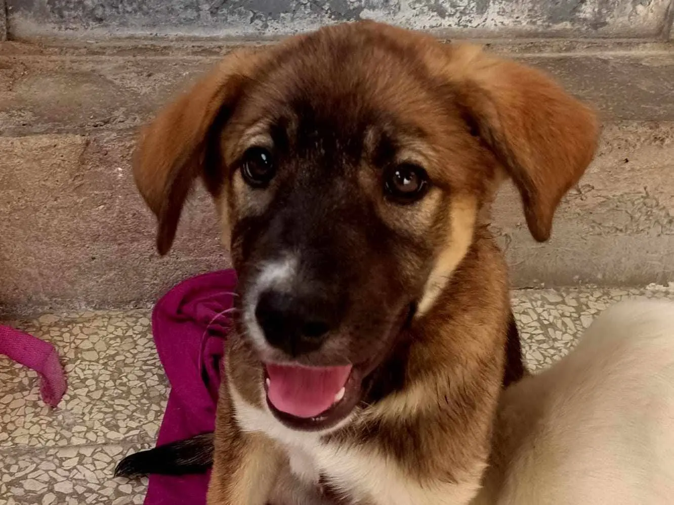 Adotta un cane, femmina, 2 anni e 7 mesi, Catania