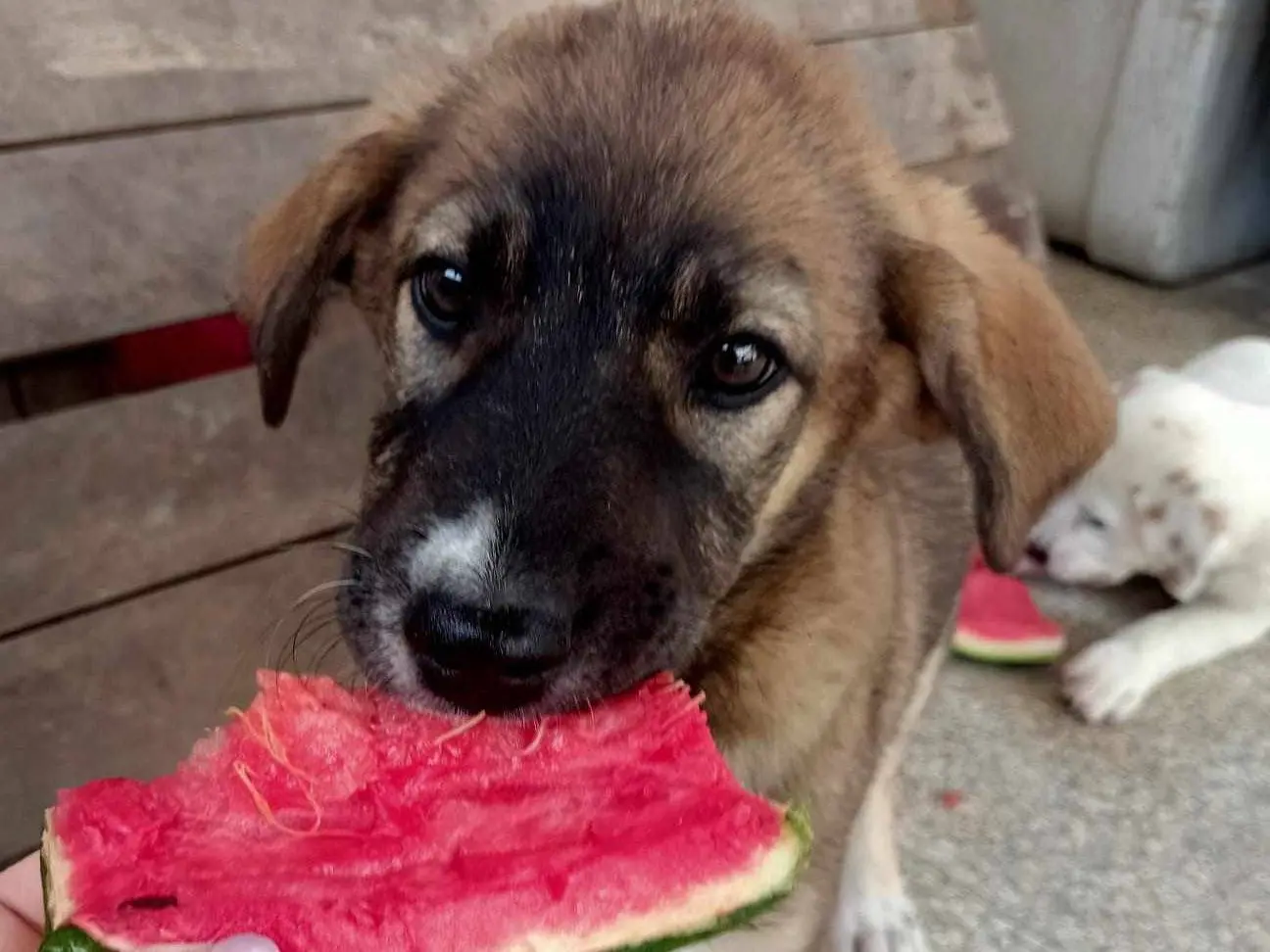 Adotta un cane, taglia grande, femmina, Catania