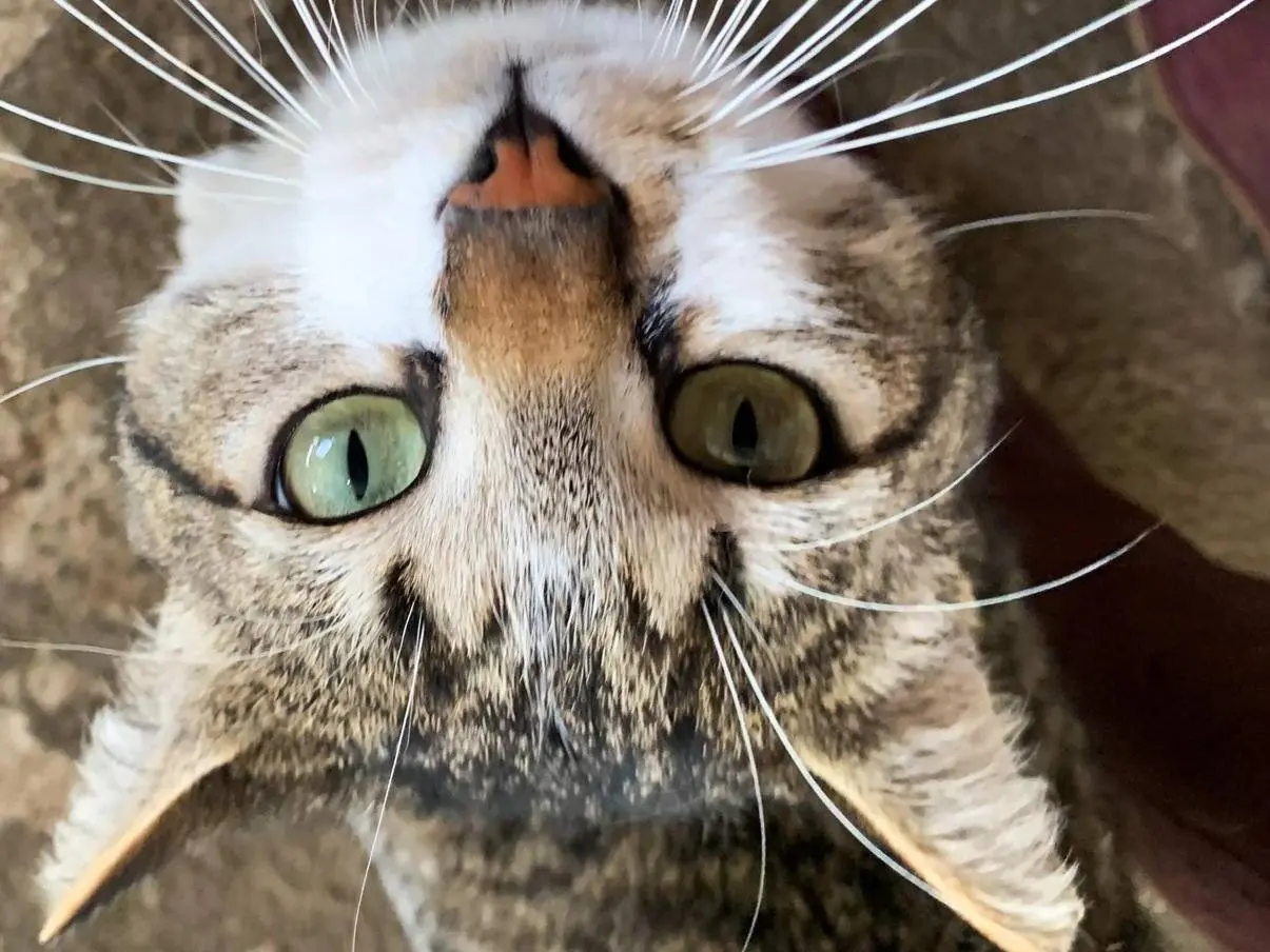 Adotta un gatto, maschio, 2 anni e 2 mesi, Parma