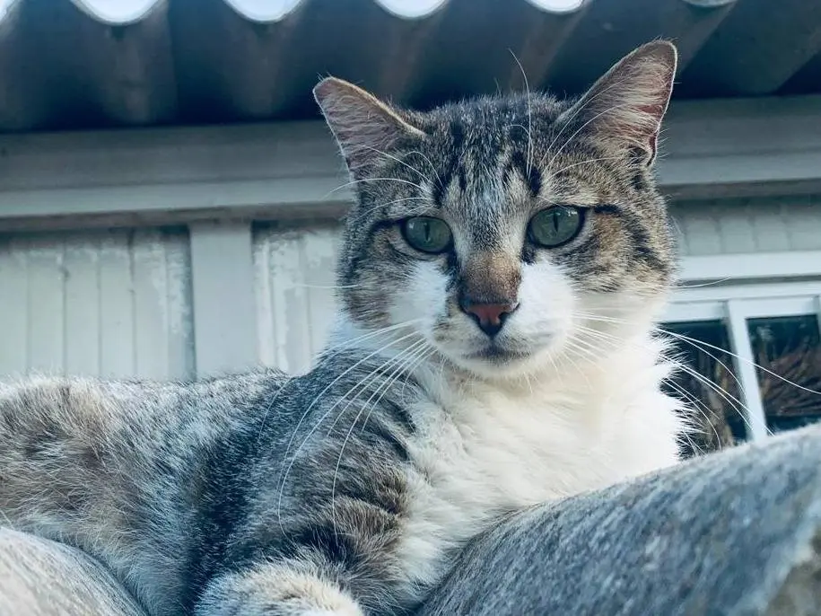 Adotta un gatto, taglia non valida, maschio, Parma