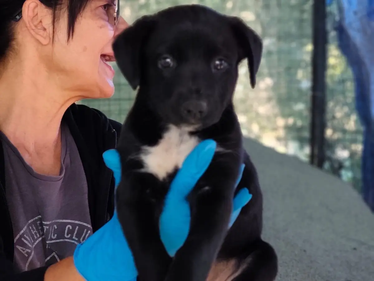 Adozione cane, femmina, Razza sconosciuta Razza sconosciuta, 3 mesi, taglia media, Cosenza