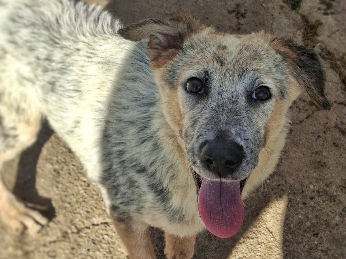 Adotta un cane, taglia media, femmina, Crotone