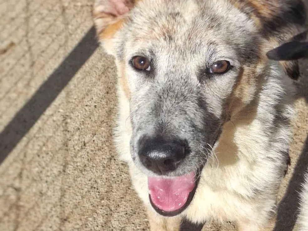 Vuoi adottare un cane a Crotone?
