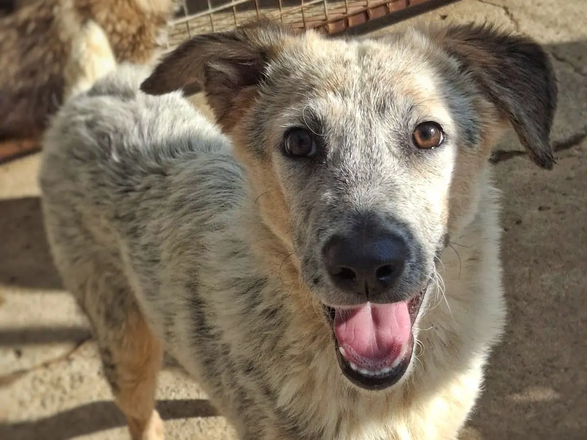 Adotta il cane Livia a Crotone