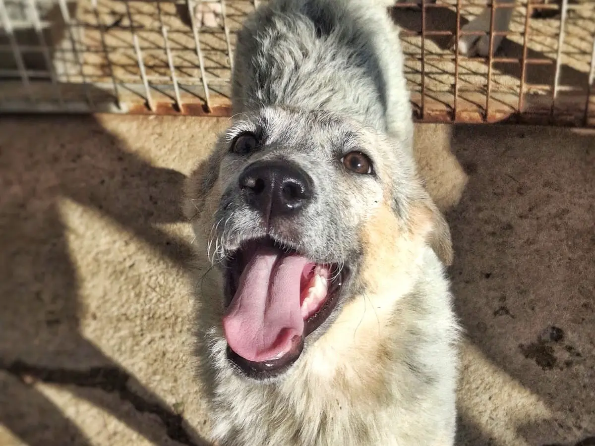 Adotta un cane, femmina, 5 mesi, Crotone