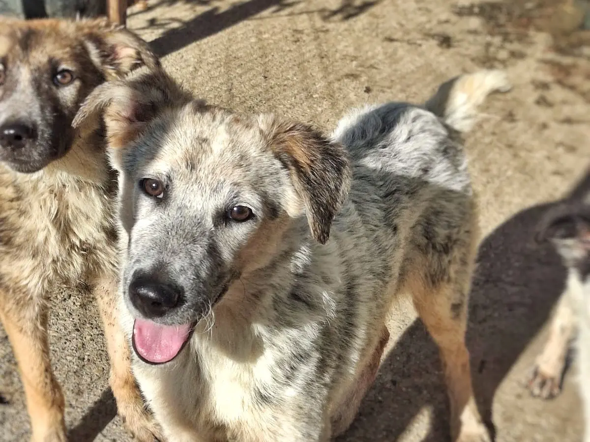 Adozione cane, femmina, Razza sconosciuta Razza sconosciuta, 5 mesi, taglia media, Crotone