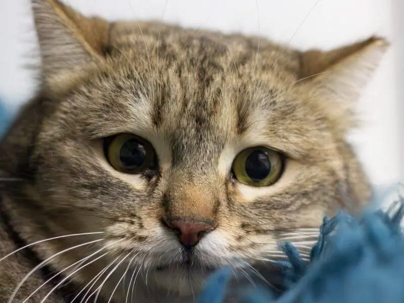 Adozione gatto, femmina, Razza sconosciuta Razza sconosciuta, 2 anni e 2 mesi, taglia non valida, Monza