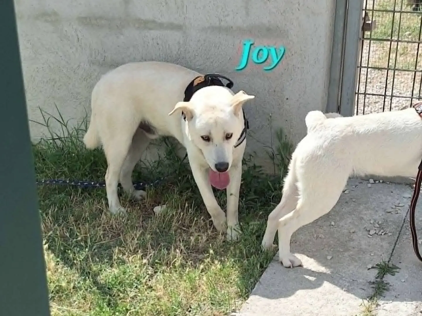 Adotta un cane, maschio, 9 mesi, Bari