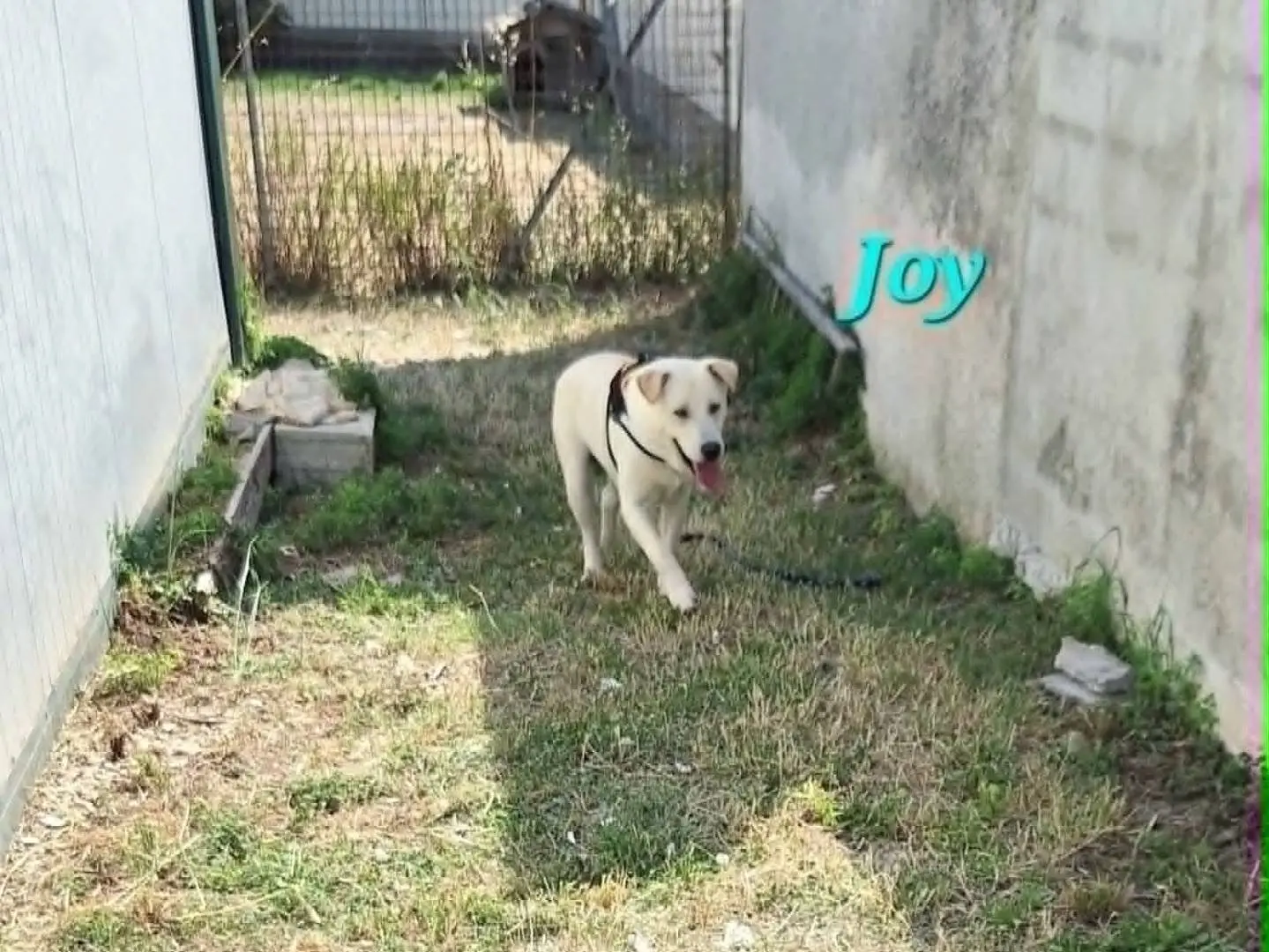 Adotta un cane, taglia media, maschio, Bari