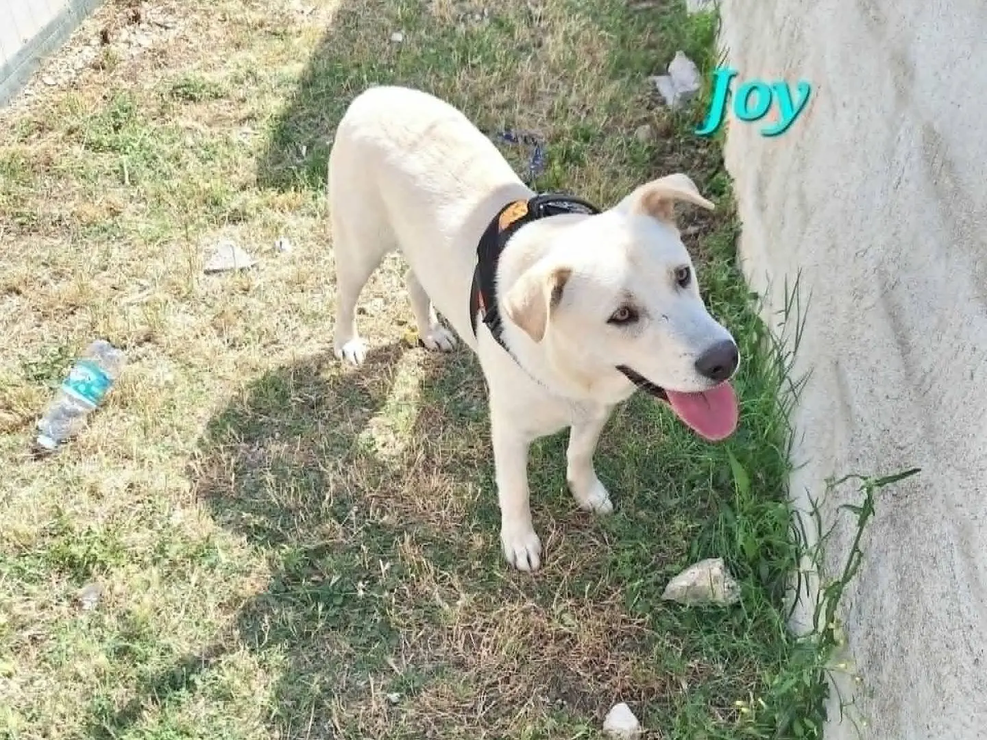 Vuoi adottare un cane a Bari?