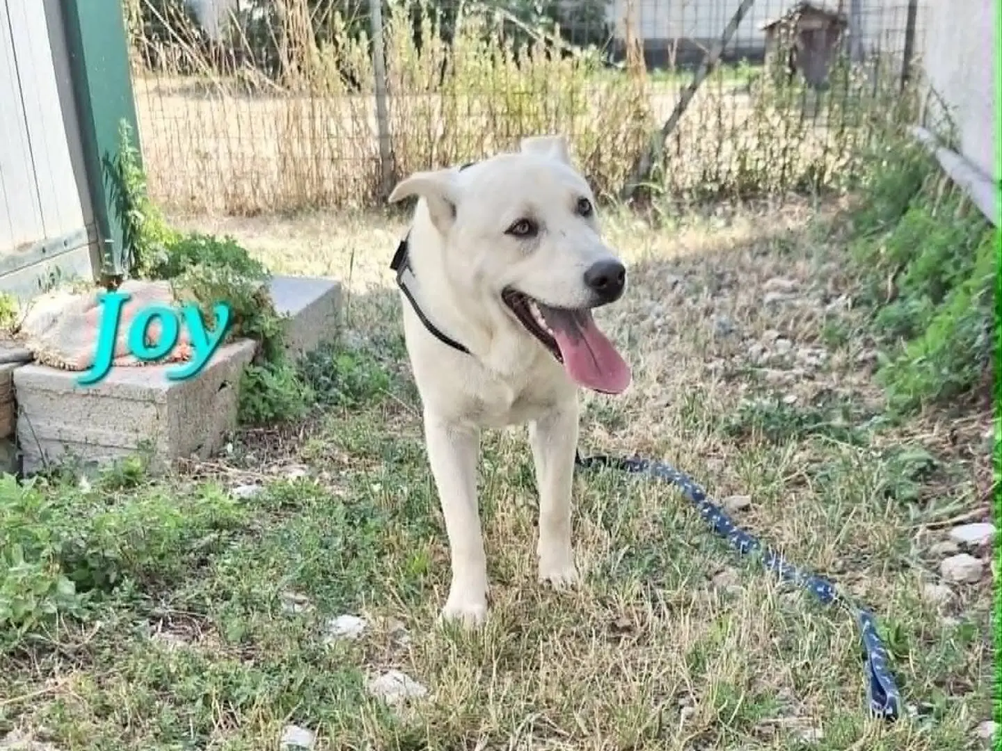 Adozione cane, maschio, Razza sconosciuta Razza sconosciuta, 9 mesi, taglia media, Bari