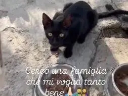 Foto 1 dell'animale