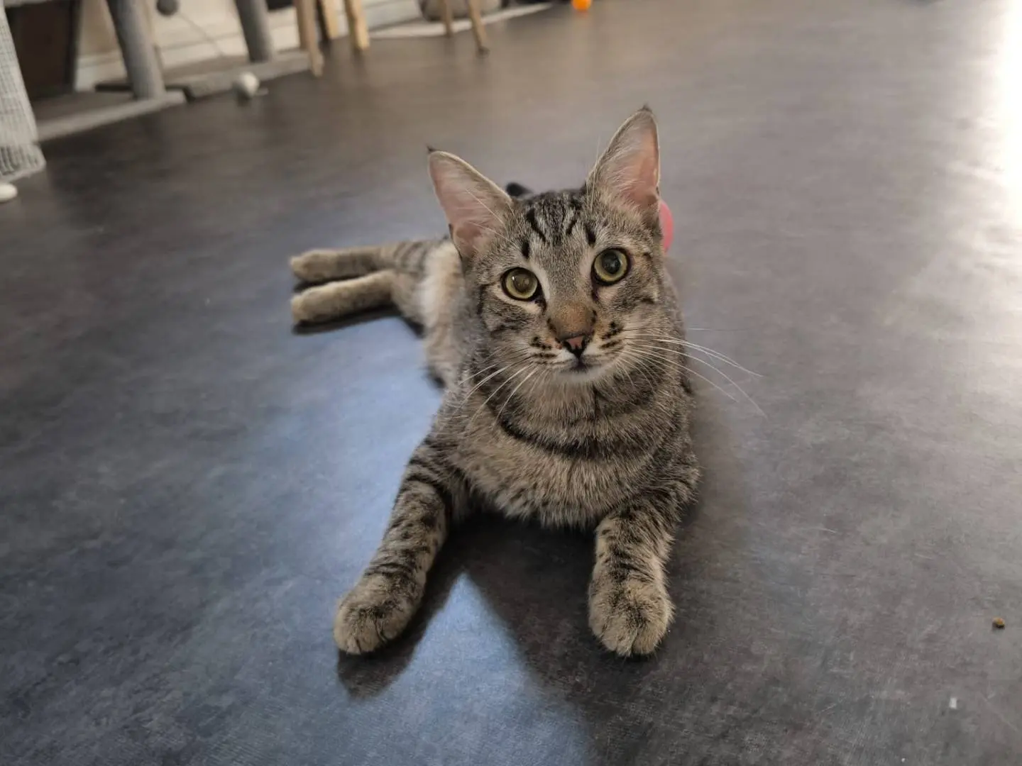 Adotta un gatto, maschio, 1 anno e 2 mesi, Bari