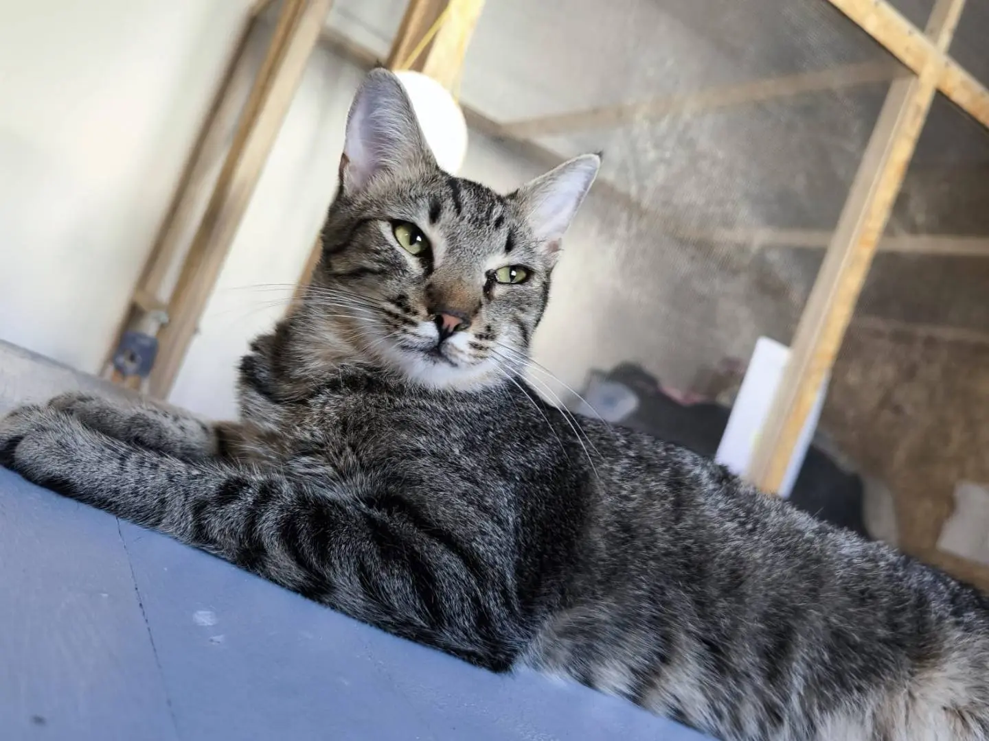 Adozione gatto, maschio, Razza sconosciuta Razza sconosciuta, 1 anno e 2 mesi, taglia non valida, Bari