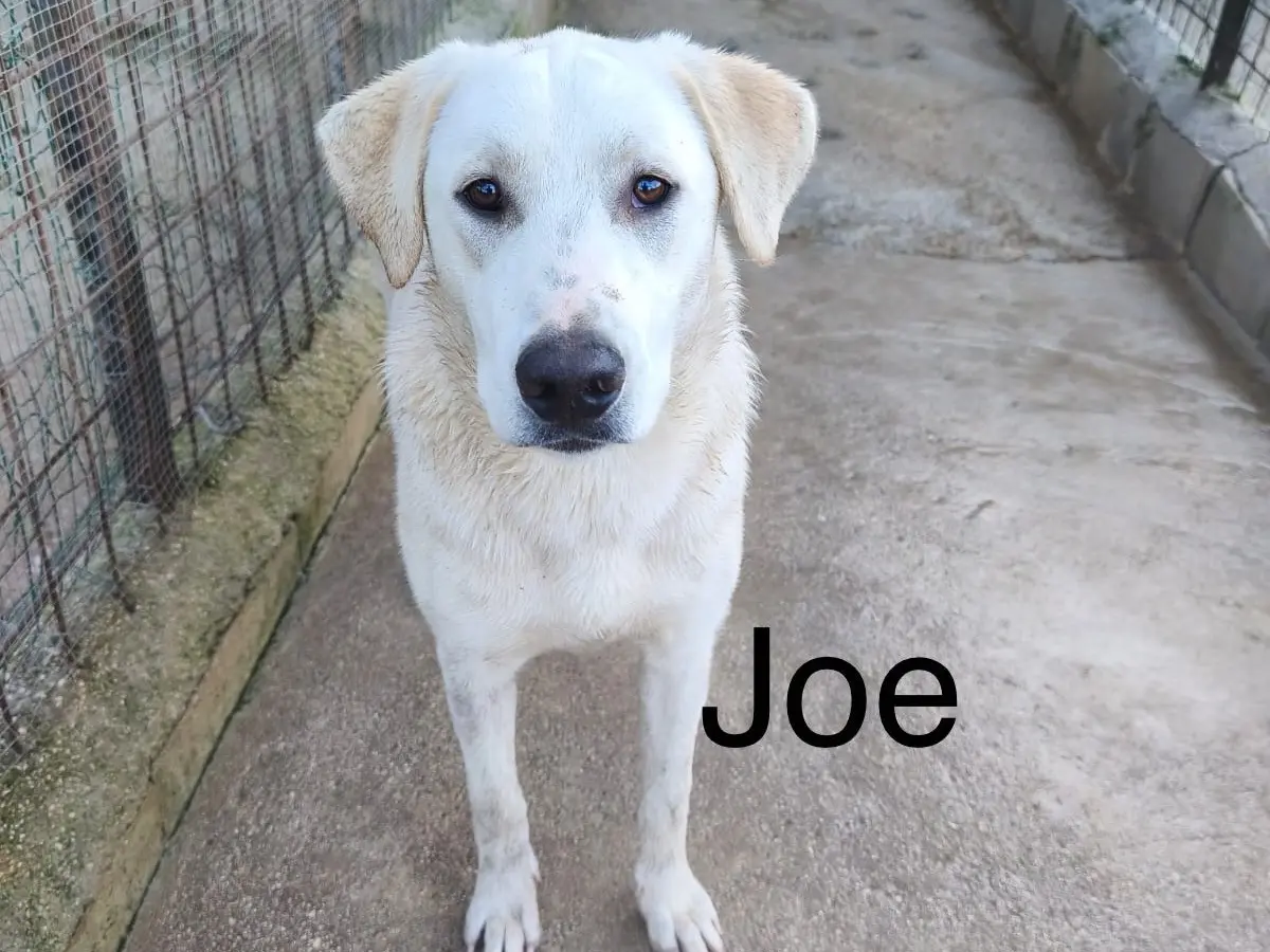 Adozione cane, maschio, Labrador Retriever Razza sconosciuta, 1 anno e 6 mesi, taglia media, Avellino