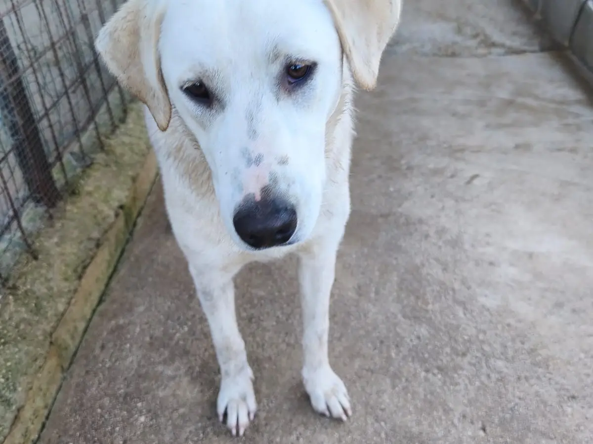 Adotta un cane, taglia media, maschio, Avellino
