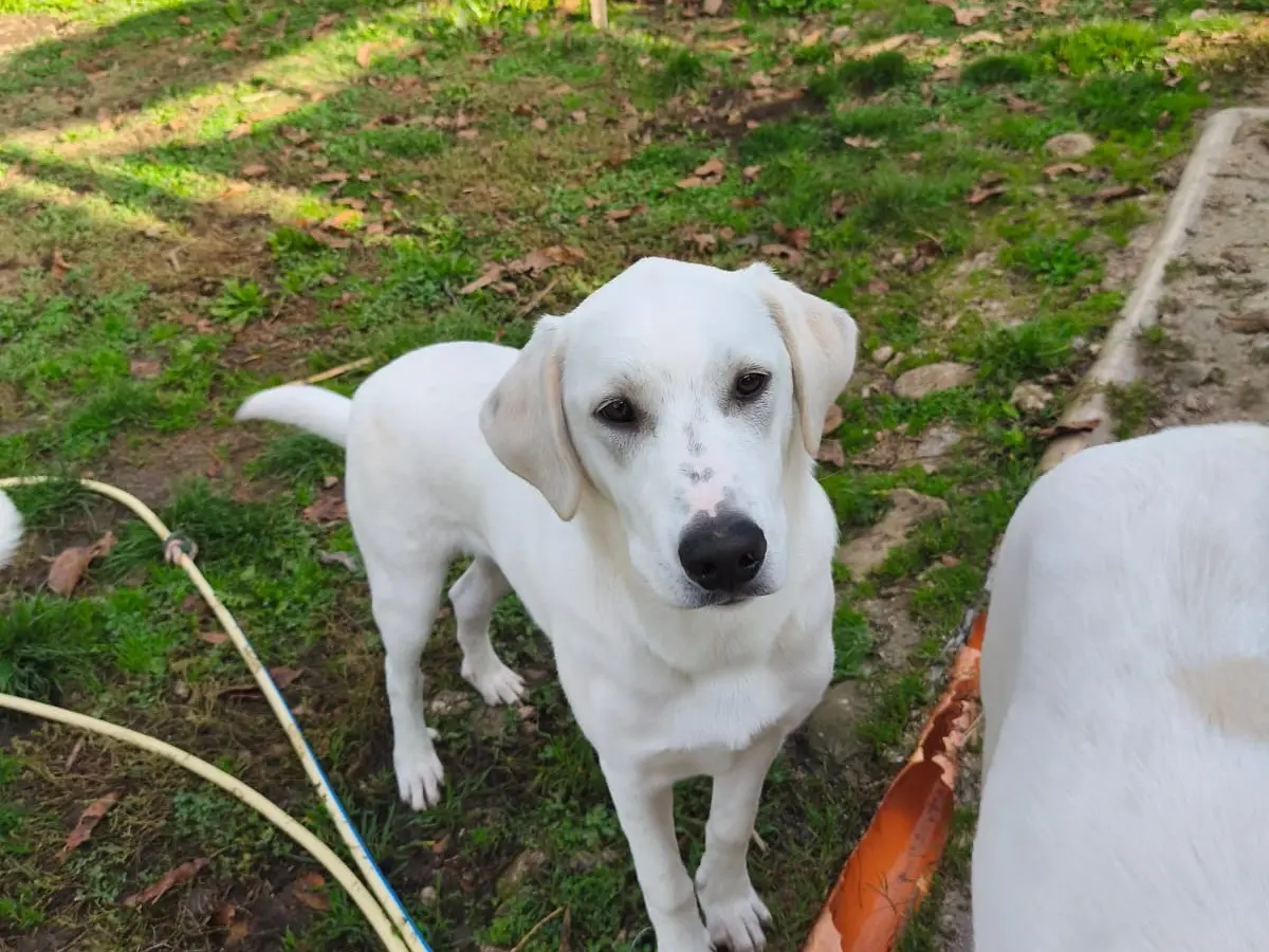 Adotta un cane, maschio, 1 anno e 6 mesi, Avellino