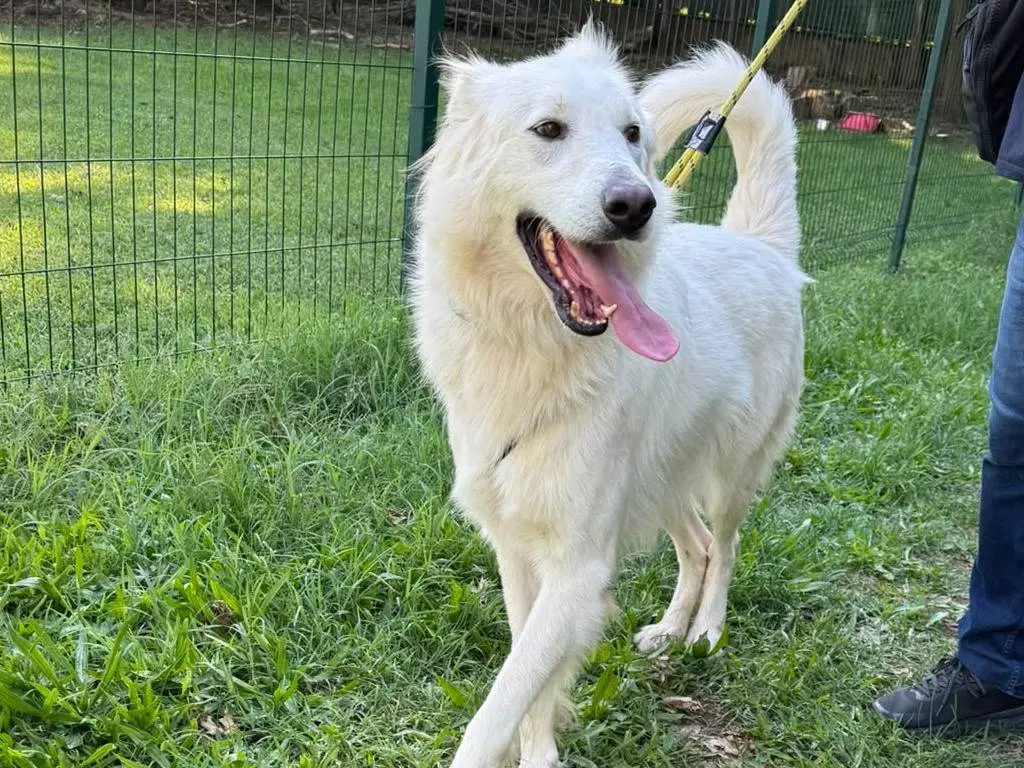 Vuoi adottare un cane a Milano?