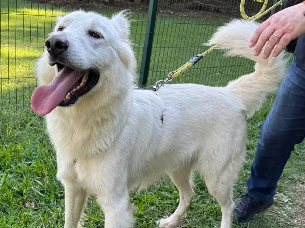 Adotta il cane Gucci a Milano