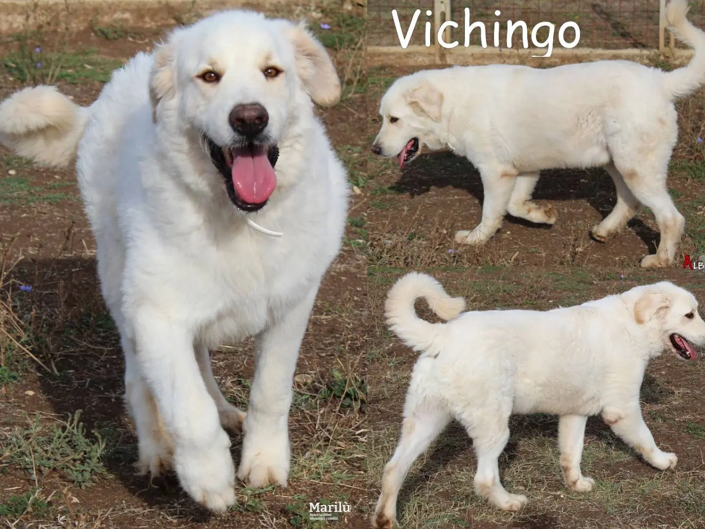 Adozione cane, maschio, Pastore maremmano Pastore maremmano, 5 anni e 7 mesi, taglia gigante, Roma
