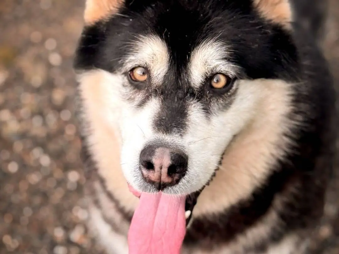 Adozione cane, femmina, Siberian Husky Razza sconosciuta, 6 anni e 3 mesi, taglia grande, Crotone