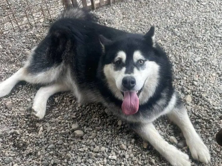 Adotta un cane, femmina, 6 anni e 3 mesi, Crotone
