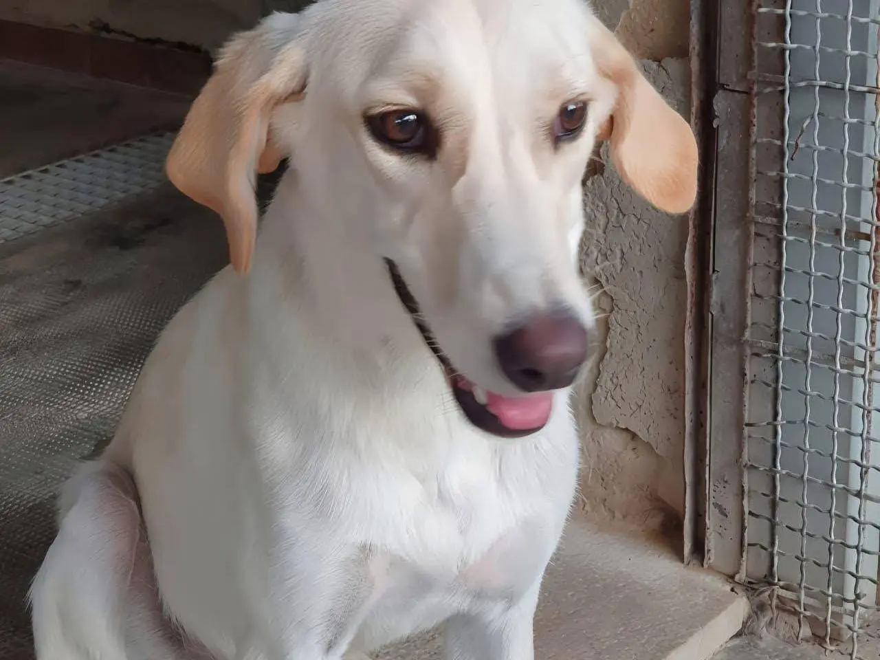 Adozione cane, femmina, Razza sconosciuta Razza sconosciuta, 10 mesi, taglia media contenuta, Siracusa
