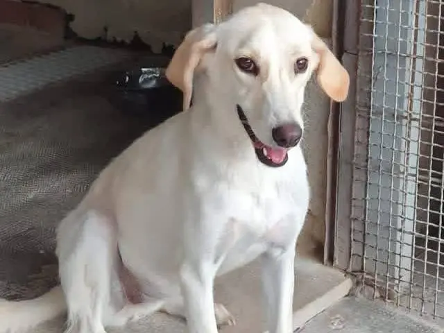 Vuoi adottare un cane a Siracusa?