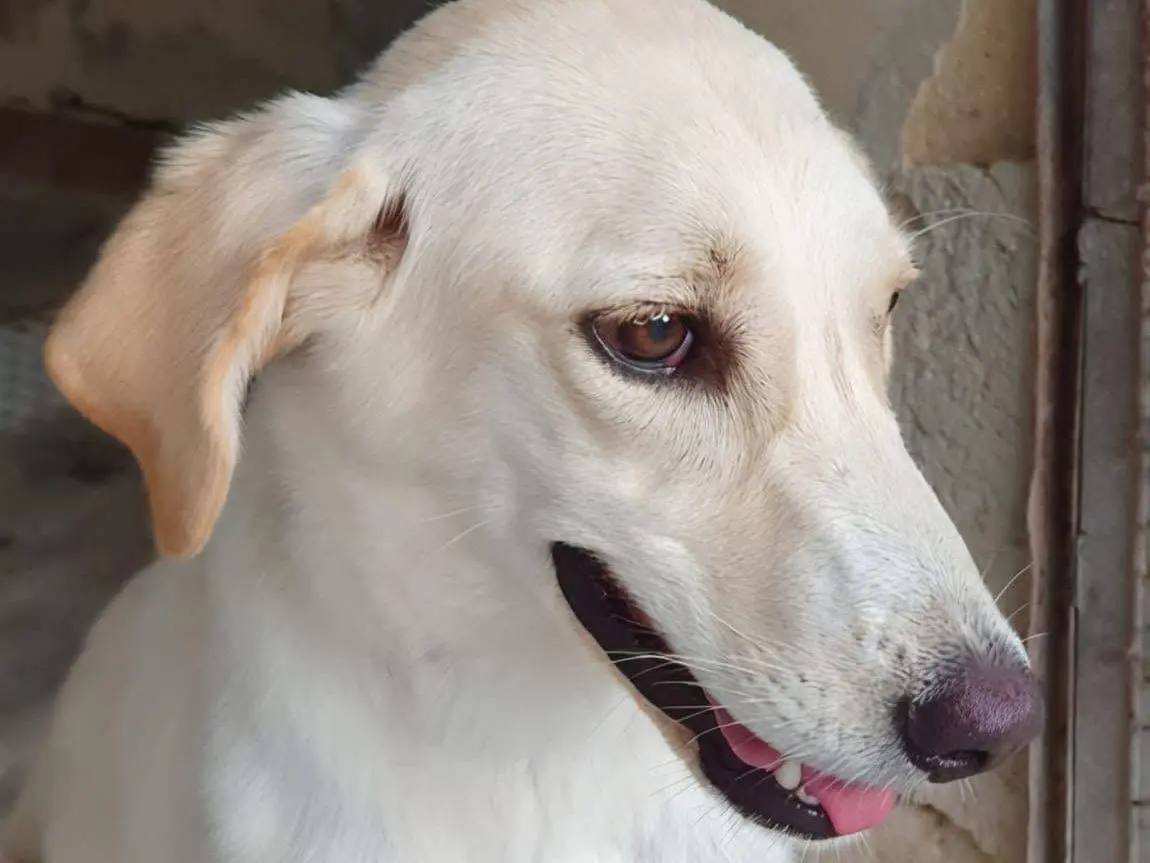 Adotta un cane, femmina, 10 mesi, Siracusa