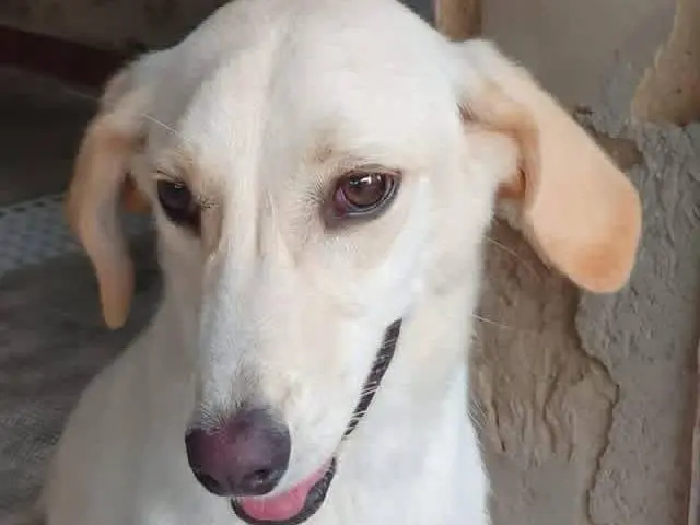 Adotta un cane, taglia media contenuta, femmina, Siracusa