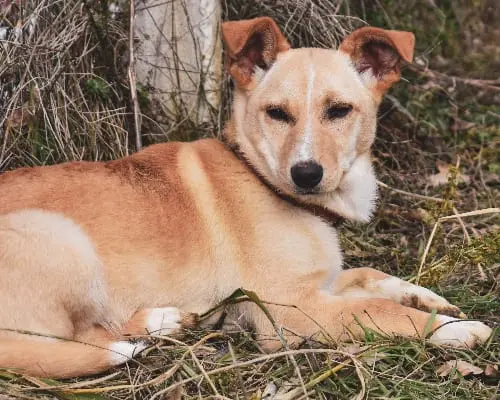 Adotta un cane, femmina, 6 anni e 2 mesi, Isernia