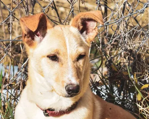 Adozione cane, femmina, meticcio, 6 anni e 2 mesi, taglia piccola, Isernia